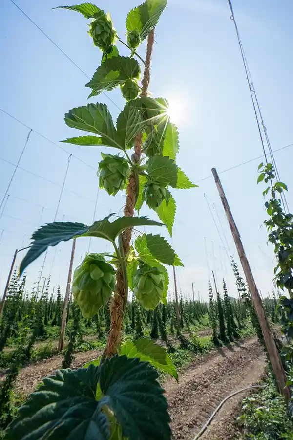 Craft Beer Versus Commercial Beer: Why Craft Beer is Better? 2 Hops pic