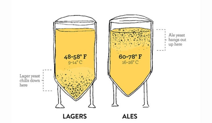 Beer and Fermentation