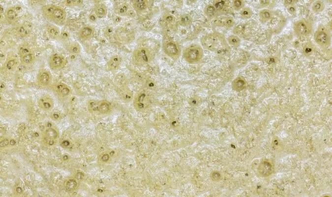 Yeast