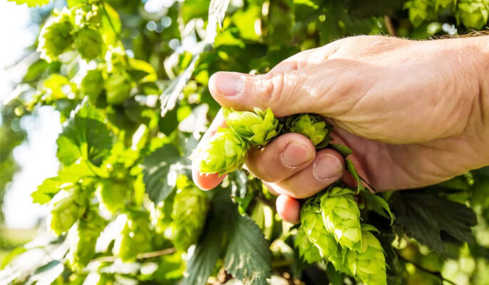 What are the hops in beer?