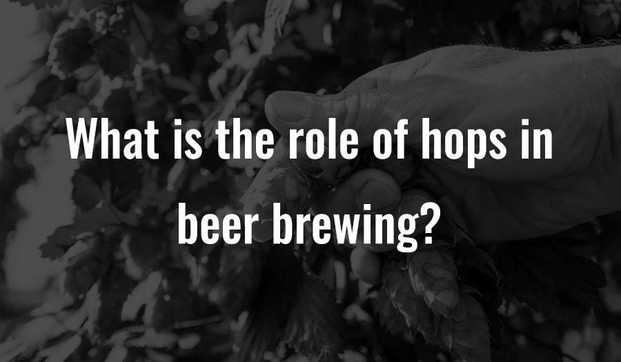 What is the role of hops in beer brewing?