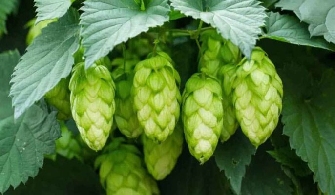 Hops