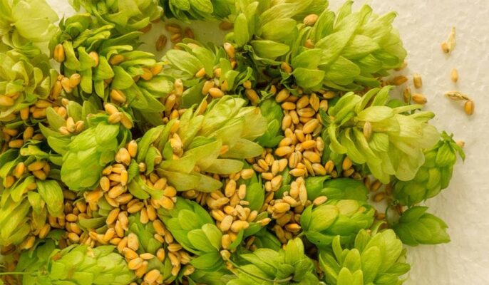 Contrôle de la température de fermentation