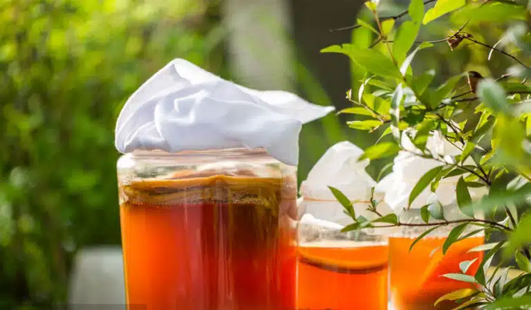 Analysis of Commercial Kombucha Brewing Equipment 3 l Kombucha Brewing Equipment